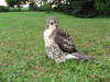 Unidentified Raptor (young)