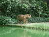Animal in Malaysia