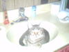 cat in sink