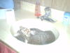 cat in sink
