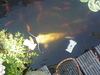 my catfish