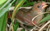 injured female cardnal