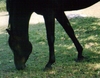 a dark bay arabian gelding, Sheik