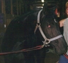 A black arabian mare, Sweet Jorja Black