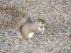 Squirel