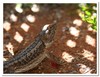 bearded dragon 1