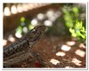 bearded dragon 2