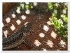 bearded dragon 3