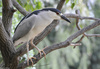 Black-crowned Night-Heron (Nycticorax nycticorax)