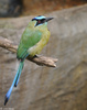 Blue-crowned Motmot (Momotus momota)