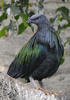 Nicobar Pigeon (Caloenas nicobarica)
