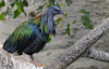 Nicobar Pigeon (Caloenas nicobarica)