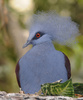 Western Crowned-Pigeon (Goura cristata)