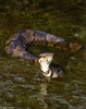 Eastern Cottonmouth (Agkistrodon piscivorus piscivorus)