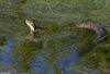 Eastern Cottonmouth (Agkistrodon piscivorus piscivorus)