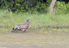 Bald Eagle (Haliaeetus leucocephalus)