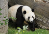 Giant Panda (Ailuropoda melanoleuca)