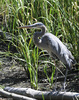 Great Blue Heron (Ardea herodias)