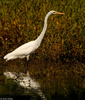 Great Egret (Ardea alba)