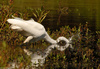 Great Egret (Ardea alba)