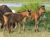 Wild Assateague Island Pony (Equus caballus)