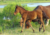 Wild Assateague Island Pony (Equus caballus)