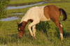 Wild Assateague Island Pony (Equus caballus)