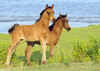 Wild Assateague Island Pony (Equus caballus)