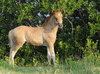 Wild Assateague Island Pony (Equus caballus)