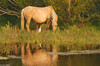 Wild Assateague Island Pony (Equus caballus)