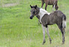 Wild Assateague Island Pony (Equus caballus)