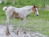 Wild Assateague Island Pony (Equus caballus)