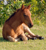 Wild Assateague Island Pony (Equus caballus)