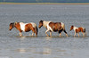 Wild Assateague Island Pony (Equus caballus)