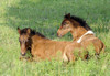 Wild Assateague Island Pony (Equus caballus)