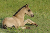 Wild Assateague Island Pony (Equus caballus)