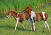Wild Assateague Island Pony (Equus caballus)