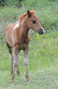 Wild Assateague Island Pony (Equus caballus)