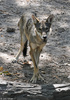 Red Wolf (Canis rufus)