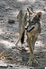 Red Wolf (Canis rufus)