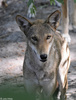 Red Wolf (Canis rufus)