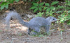 Delmarva Peninsula Fox Squirrel (Sciurus niger cinereus)