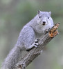 Delmarva Peninsula Fox Squirrel (Sciurus niger cinereus)