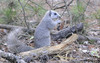 Delmarva Peninsula Fox Squirrel (Sciurus niger cinereus)