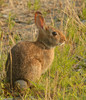 Eastern Cottontail (Sylvilagus floridanus mallurus)