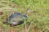 Eastern Painted Turtle (Chrysemys picta picta)