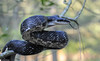 Eastern Ratsnake (Pantherophis alleghaniensis)