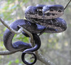 Eastern Ratsnake (Pantherophis alleghaniensis)