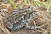 Fowler's Toad (Anaxyrus fowleri)