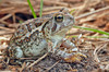 Fowler's Toad (Anaxyrus fowleri)